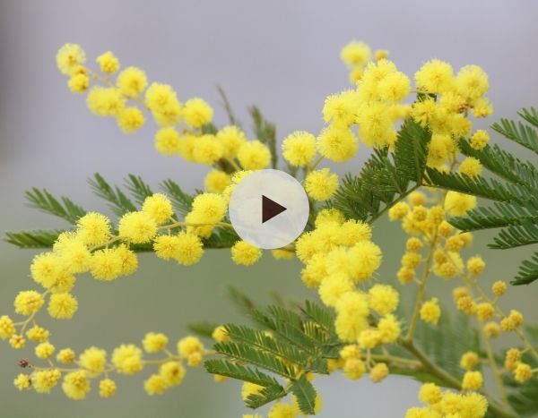 Le mimosa : un parfum de miel au coeur de l'hiver