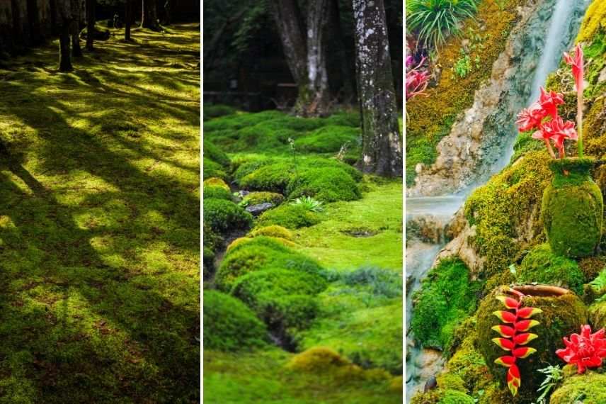 développement de la mousse au jardin 