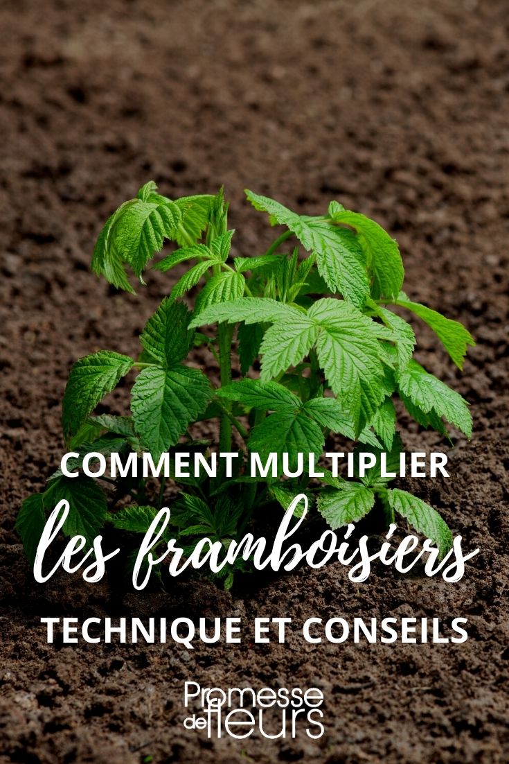 comment multiplier les framboisiers