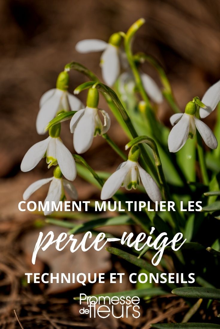 multiplier perce-neige