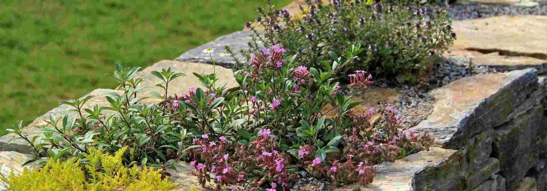 Plante à racine de rose, belle plante vivace rustique, plante en