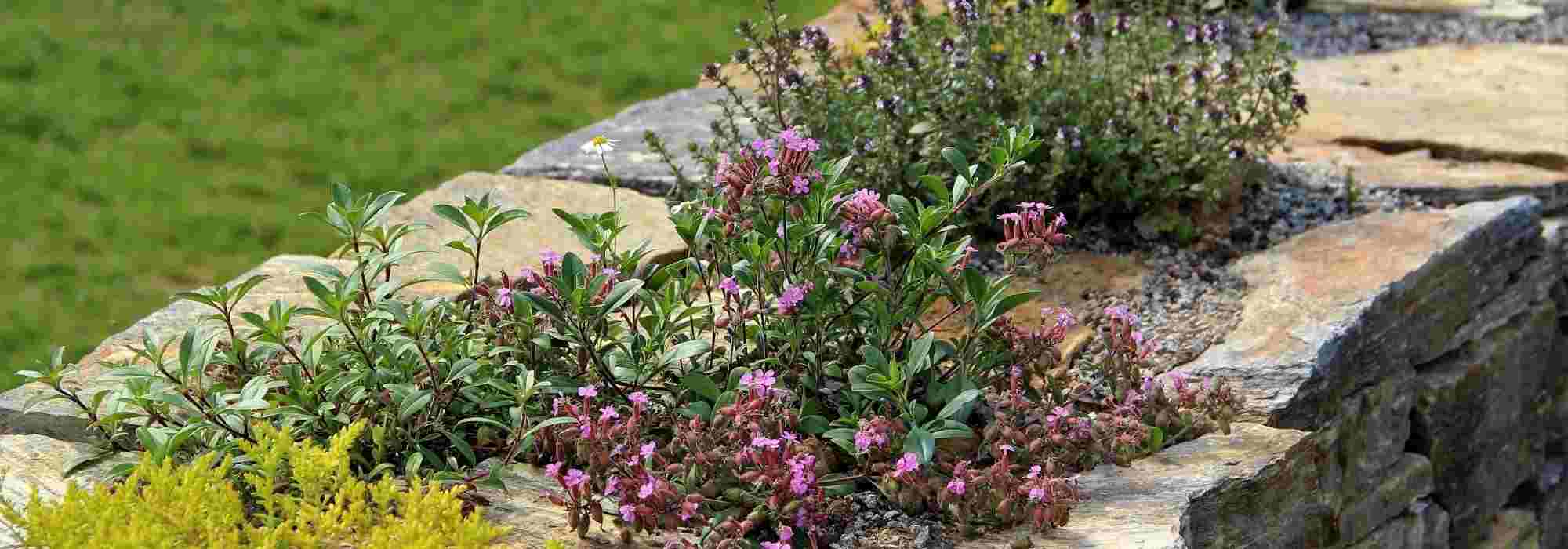 10 plantes vivaces pour agrémenter un muret