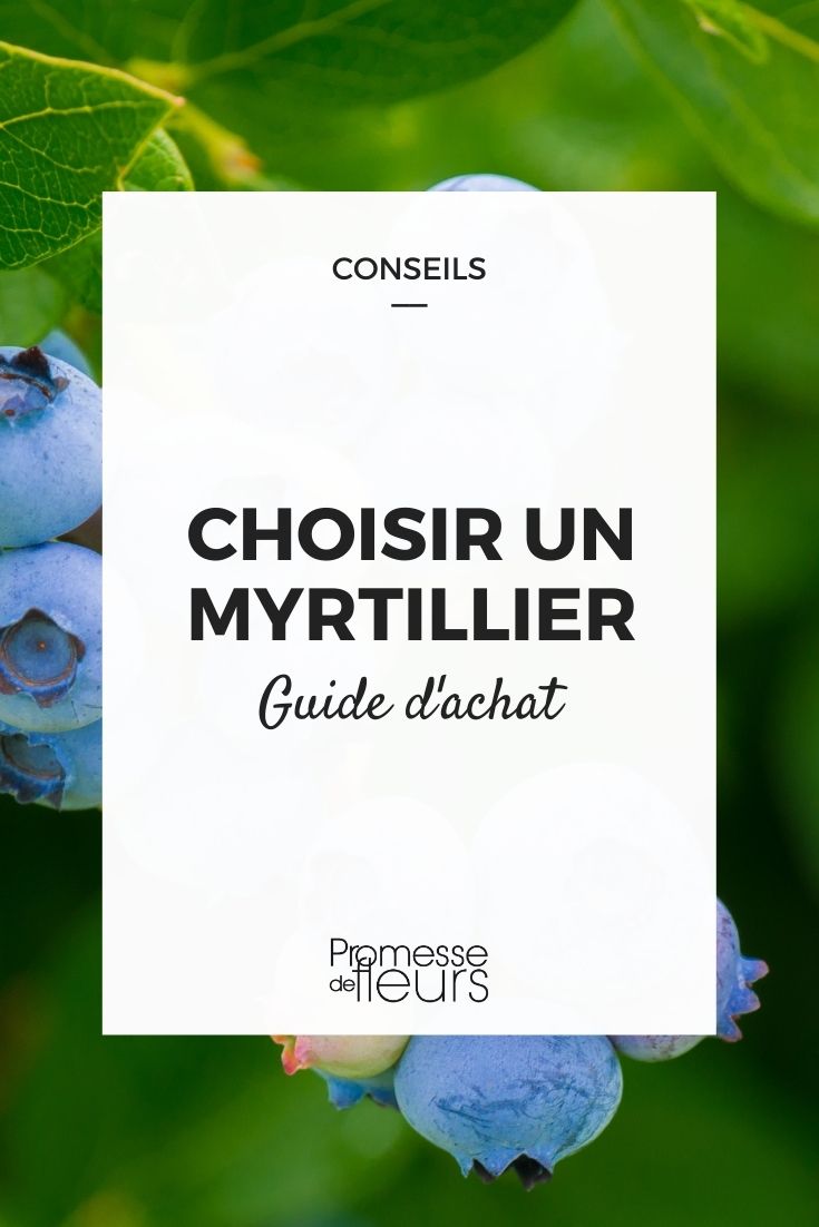 myrtillier choisir