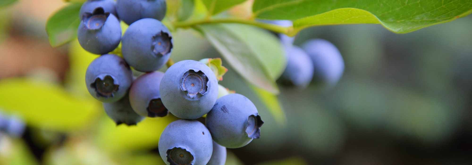 Choisir des Myrtilliers