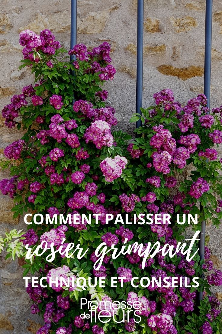 palisser un rosier grimpant