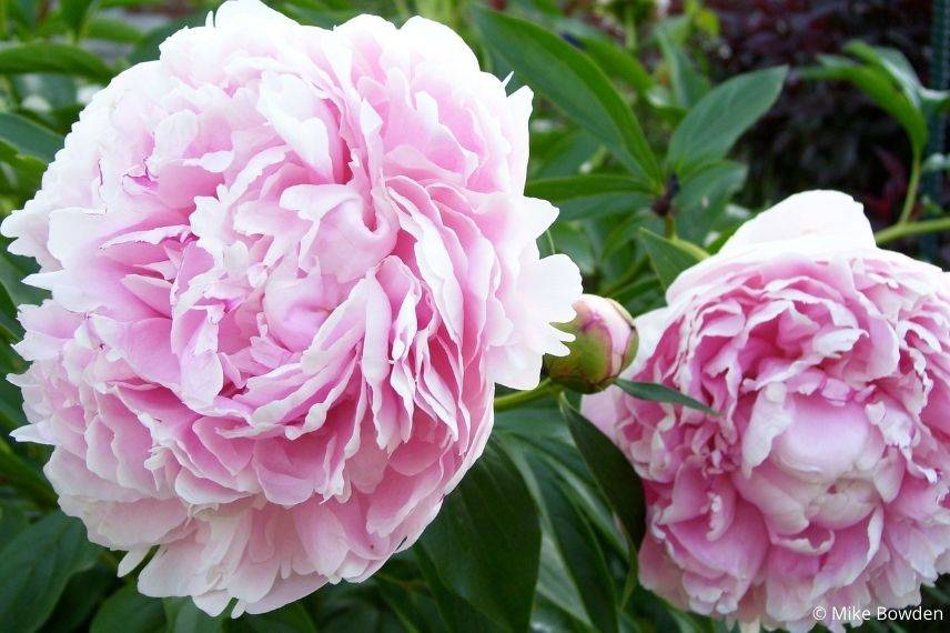 pivoine herbacée, rustique vivace rustique, plante résistante au gel