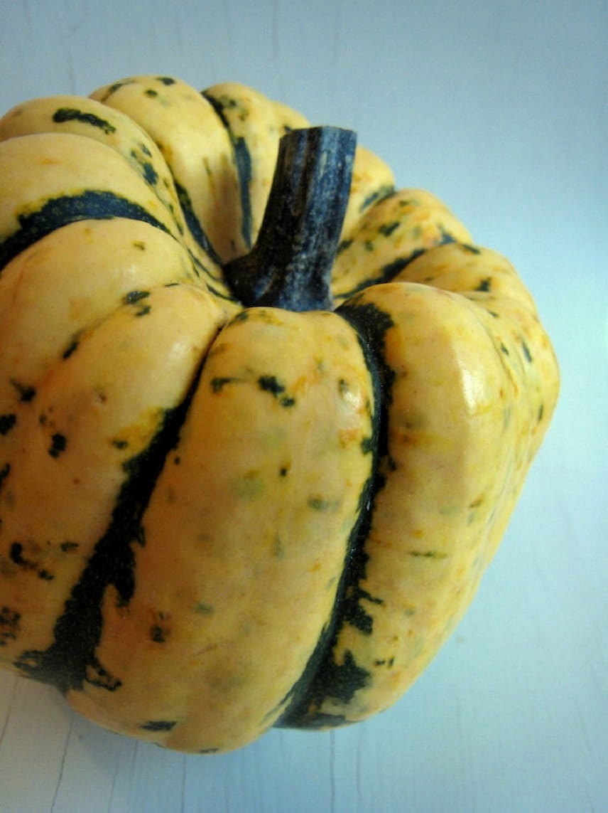 Courge Patidou Cucurbita pepo 