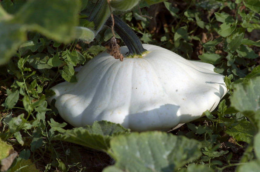 pâtisson cucurbita pepo 