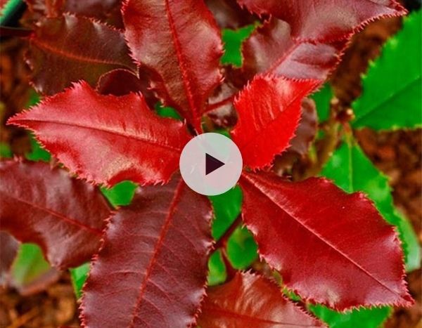 Les Photinia Pink Crispy et Magical Volcano