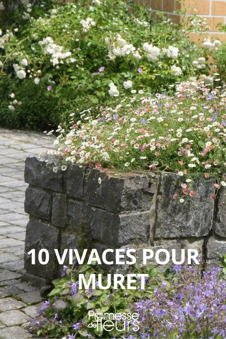 10 plantes vivaces pour agrémenter un muret - Promesse de Fleurs