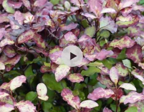 Pseudowintera colorata : une curiosité botanique