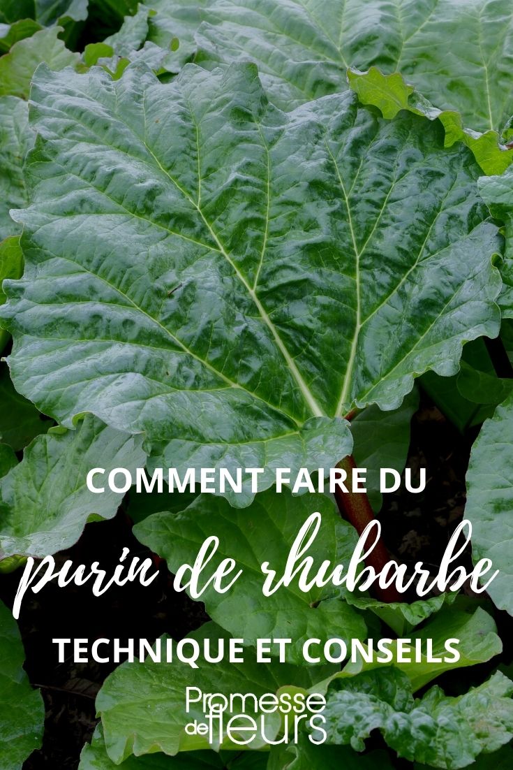 purin de feuilles de rhubarbe