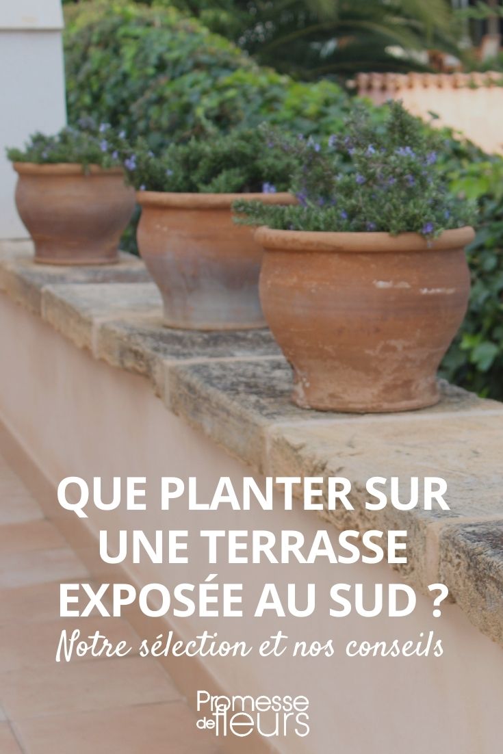 Quelles plantes d'extérieur en pot choisir ? – Blog BUT