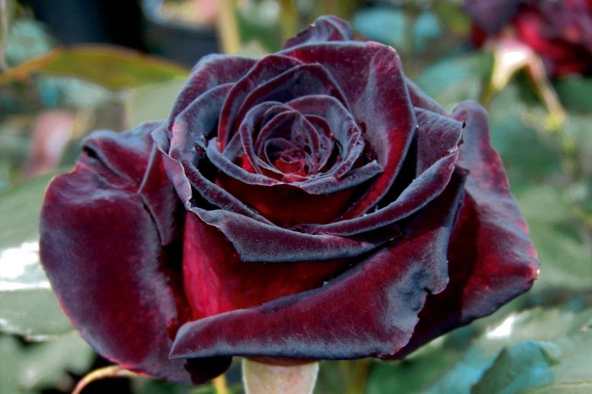 plus beau rosier meilland à grande fleur, rose noire