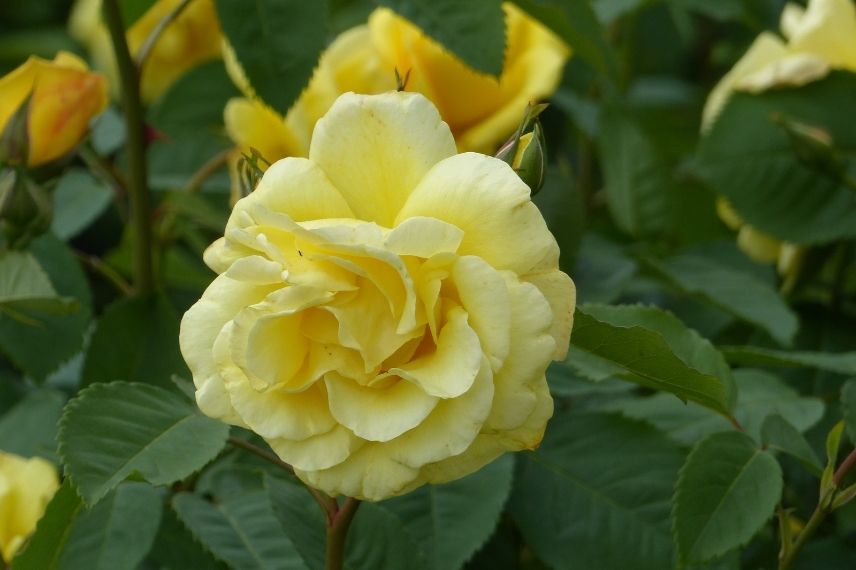 plus beau rosier grimpant kordes, rosier jaune parfumé