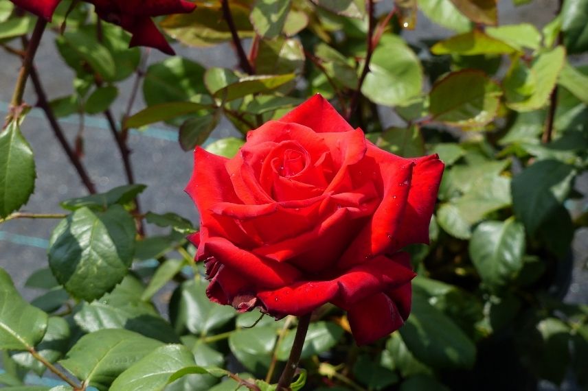 plus beau rosier à grandes fleurs kordes, rosier romantique my valentine