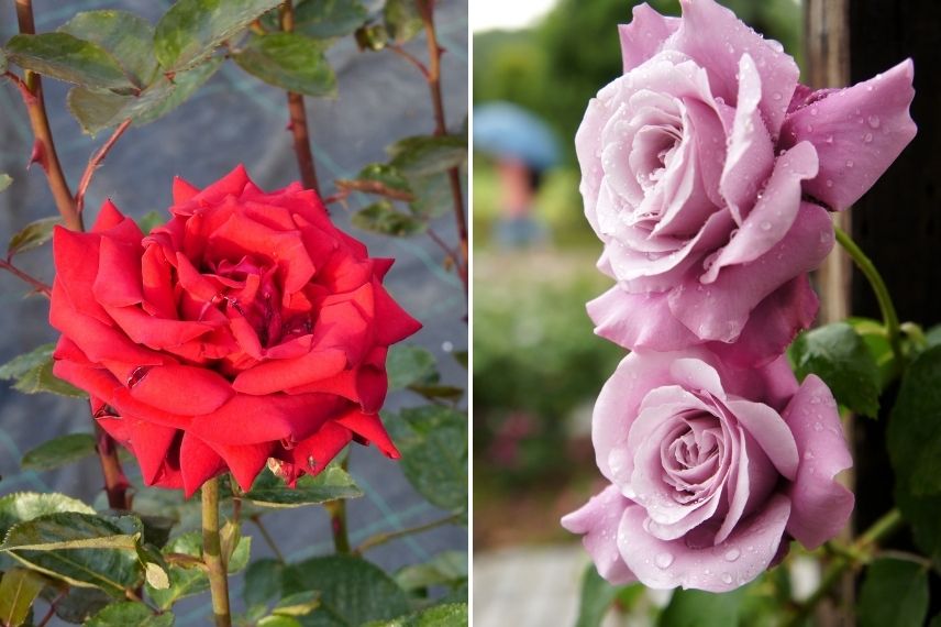 quelle variété de rose pour bouquet