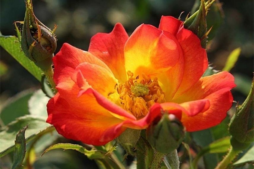 plus beau rosier à fleurs groupées kordes, rosier bicolore
