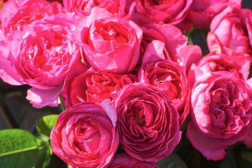 plus beau rosier à grande fleur parfumé meilland
