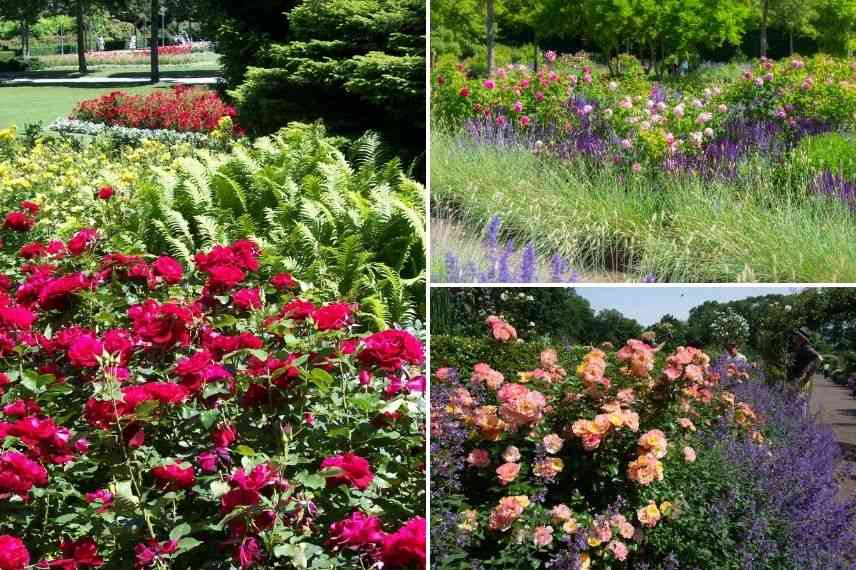 Conseil : comment bien associer son rosier à d'autres plantes ?