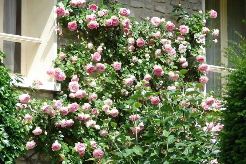 FEUILLES DE ROSIER EN TÔLE ACIER 