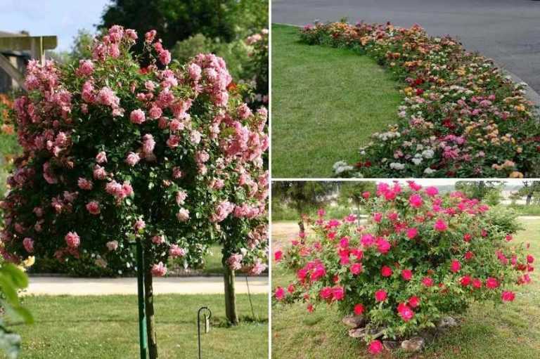 6 conseils pour créer un beau massif de roses - Promesse de Fleurs