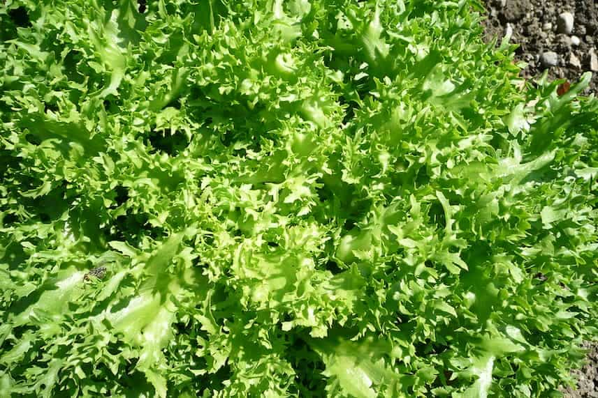 Chicorée frisée