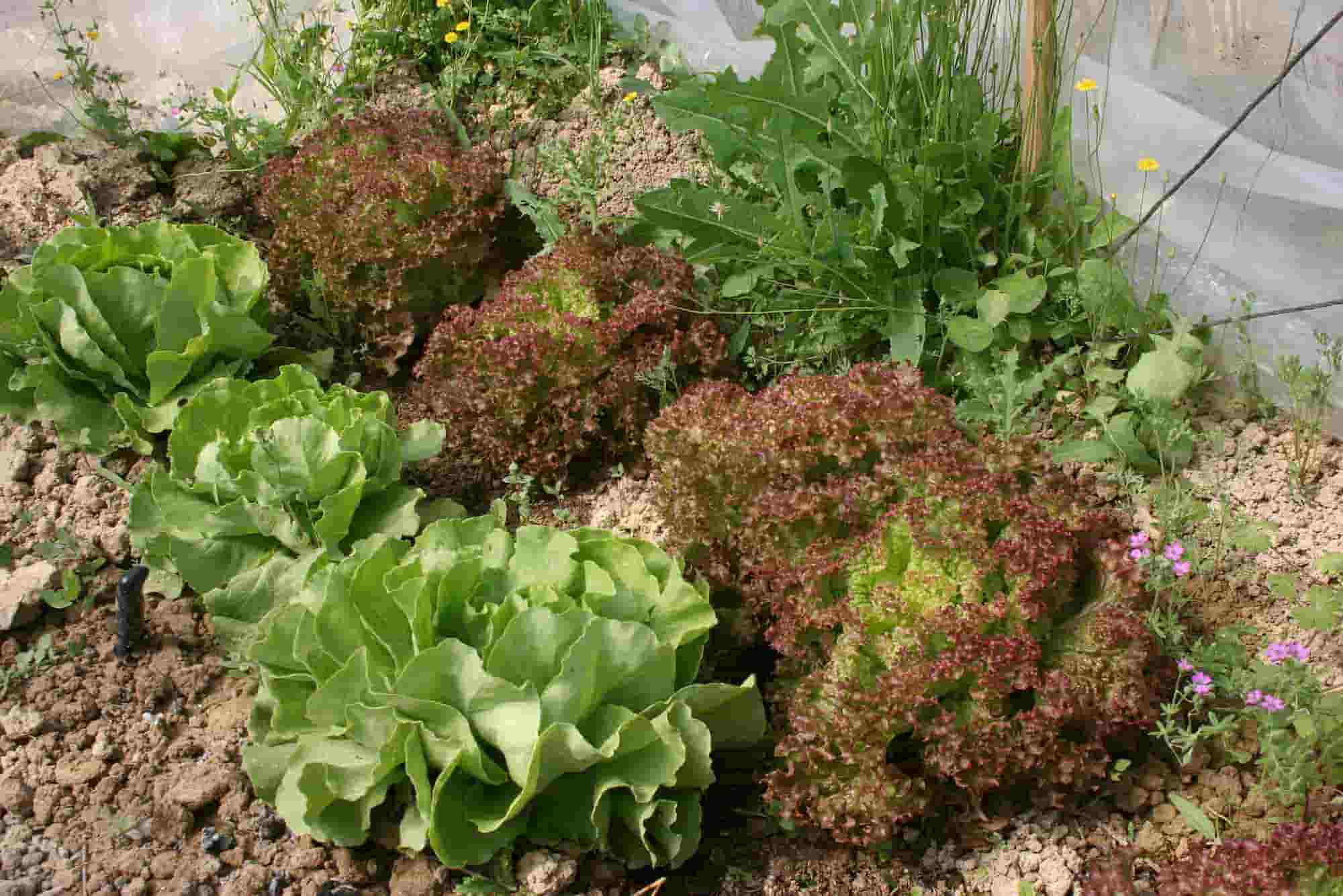 15 salades pour l'été