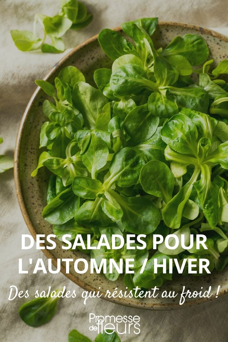 salades pour l'automne et l'hiver