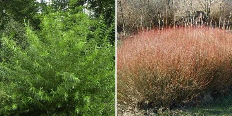 quel saule choisir pour tontine