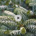 Le sapin de Corée : des aiguilles très originales