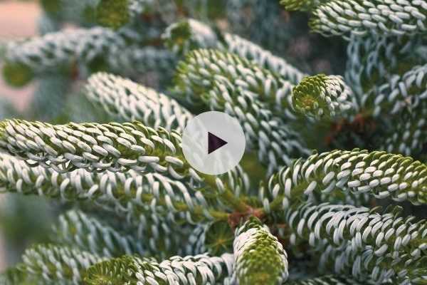 Le sapin de Corée : des aiguilles très originales