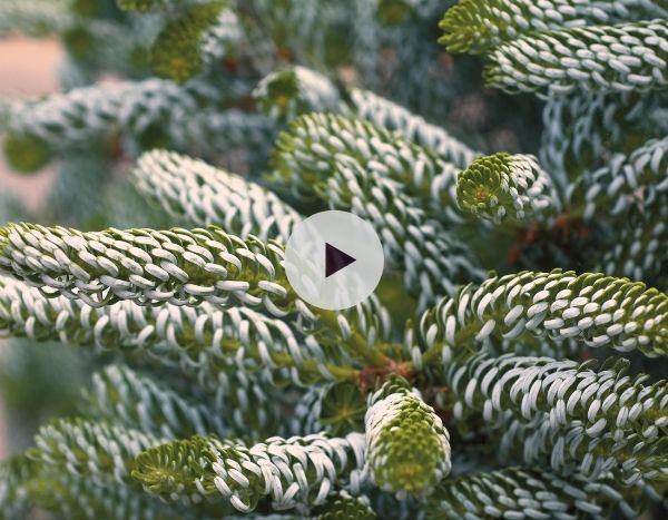 Le sapin de Corée : des aiguilles très originales