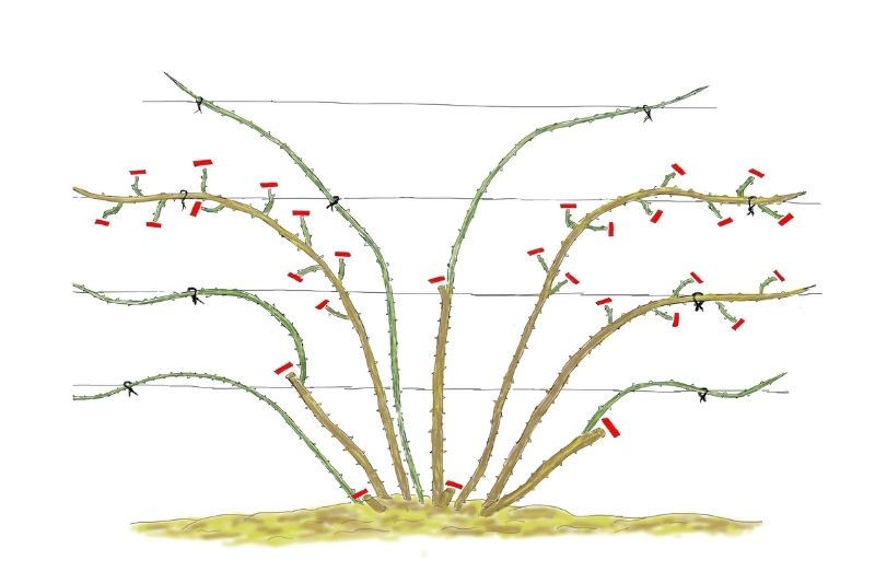 Comment arquer les branches d'un rosier grimpant ?