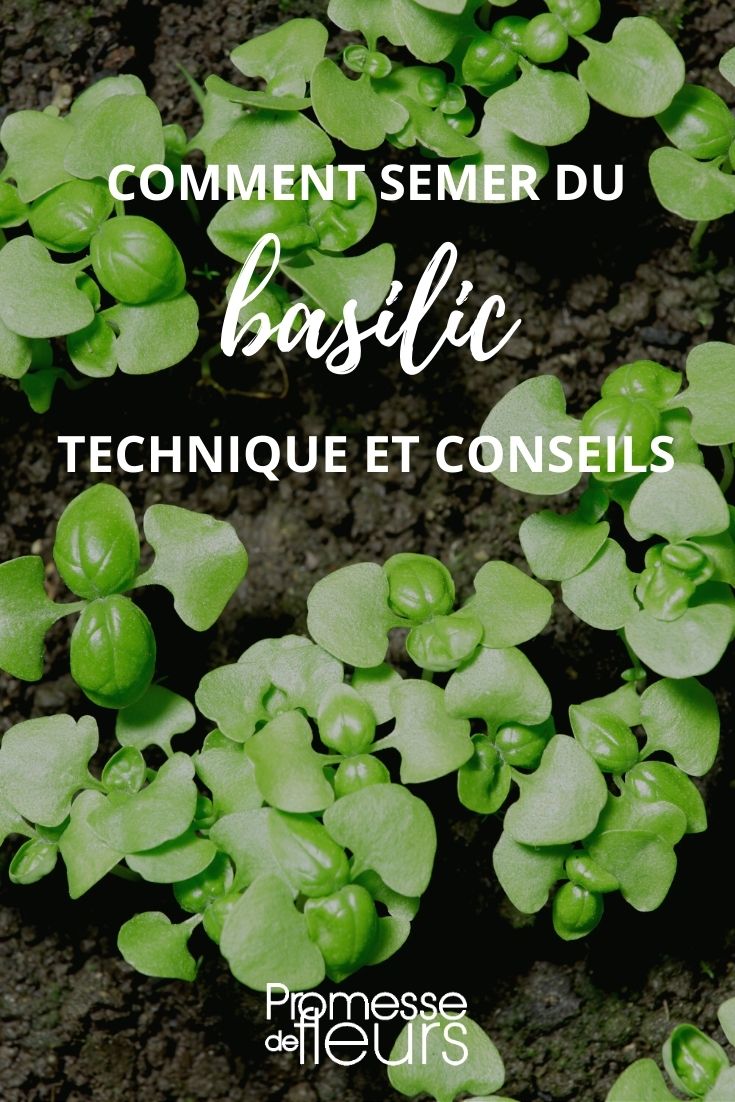 tutoriel : semis de basilic