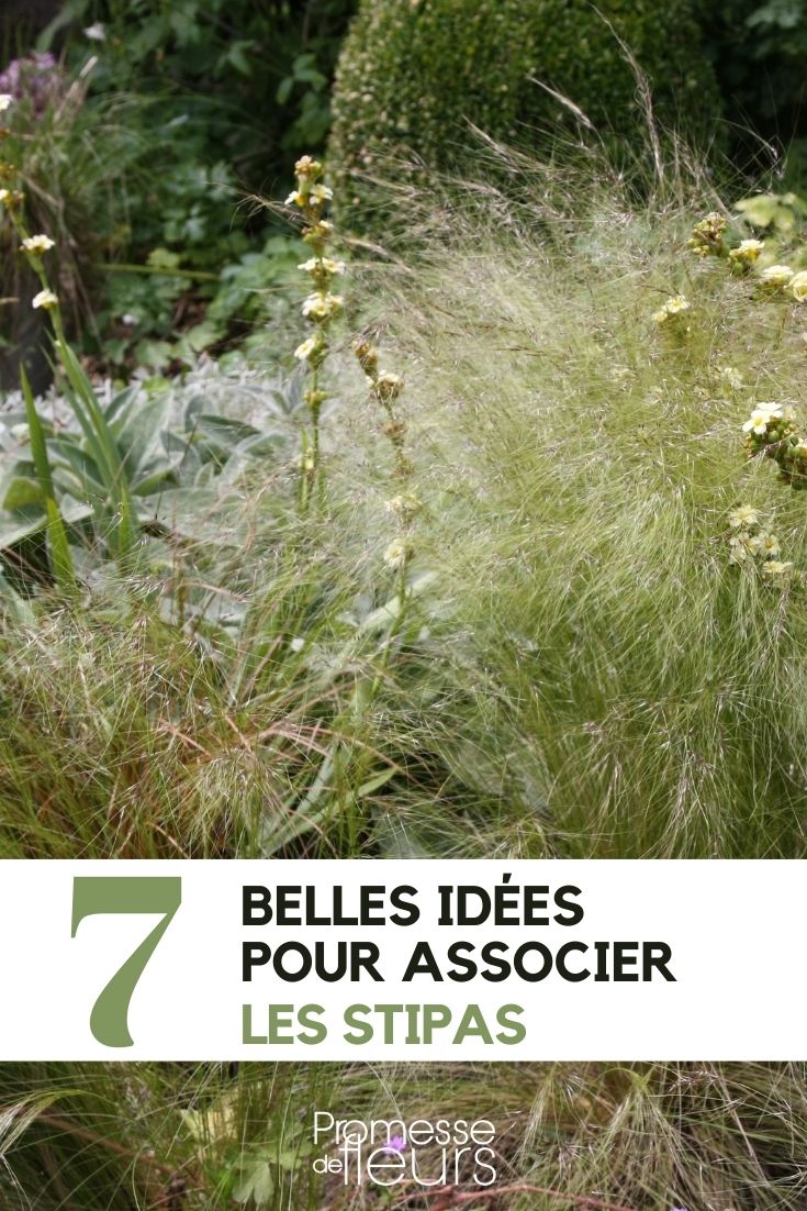 stipa : nos idées d'association