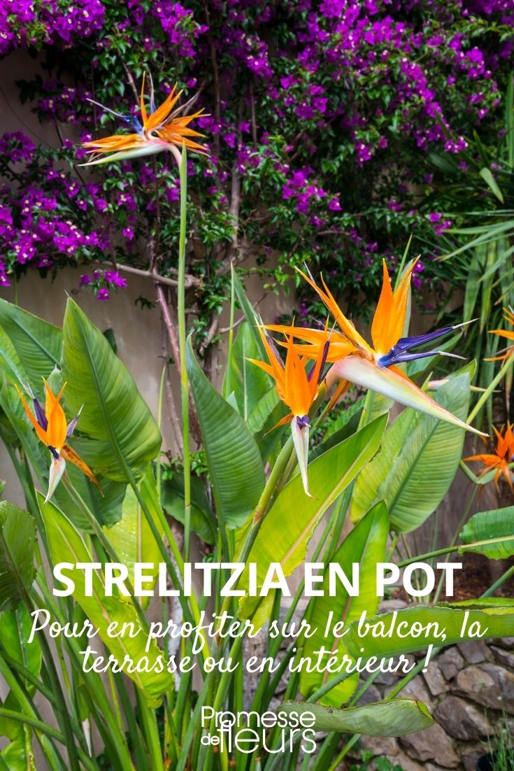 strelitzia en pot