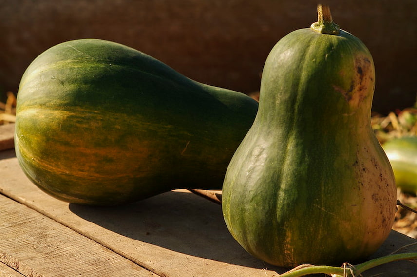 Courge Sucrine du Berry 