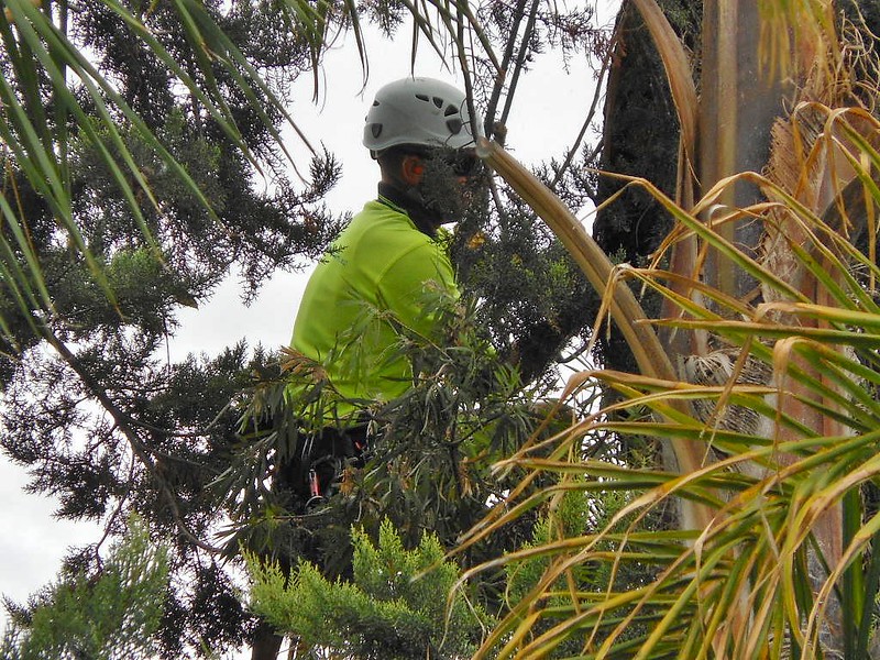 elagage arbre, élaguer arbre, taille arbre