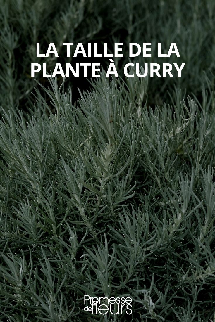taille plante a curry