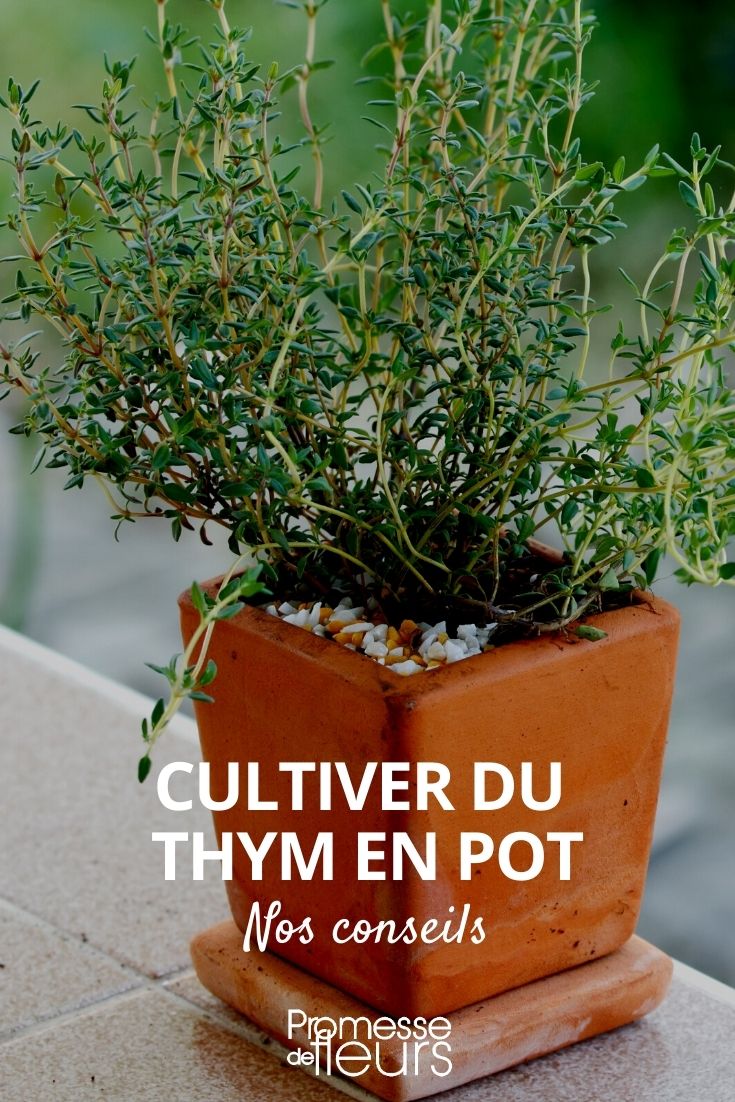 cultiver du thym en pot