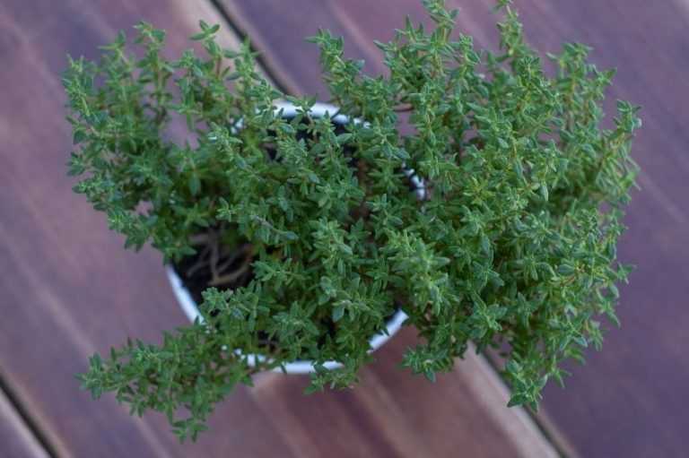 Tout ce qu’il faut savoir pour planter du thym en pot