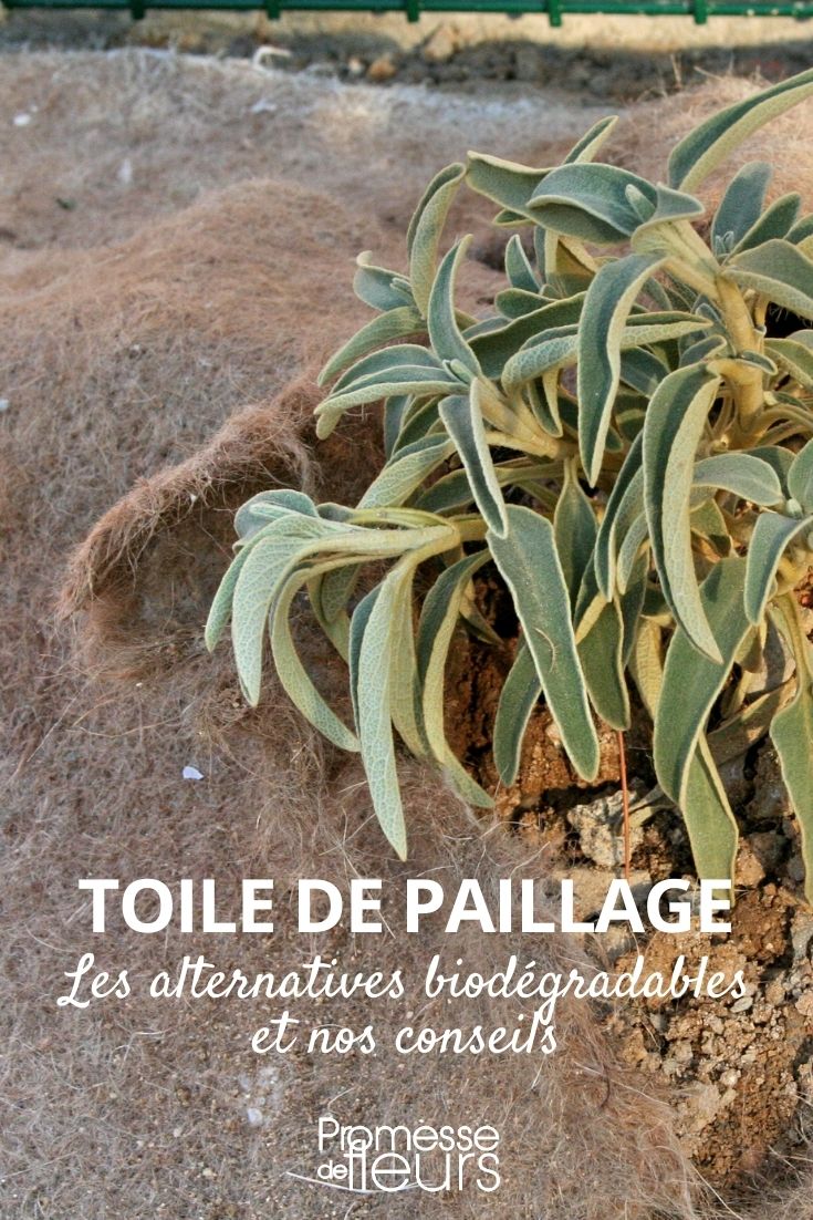 Toile de paillage biodégradable - DURACOVER - Ferti, phyto