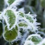 5 plantes vivaces très rustiques et insensibles au gel