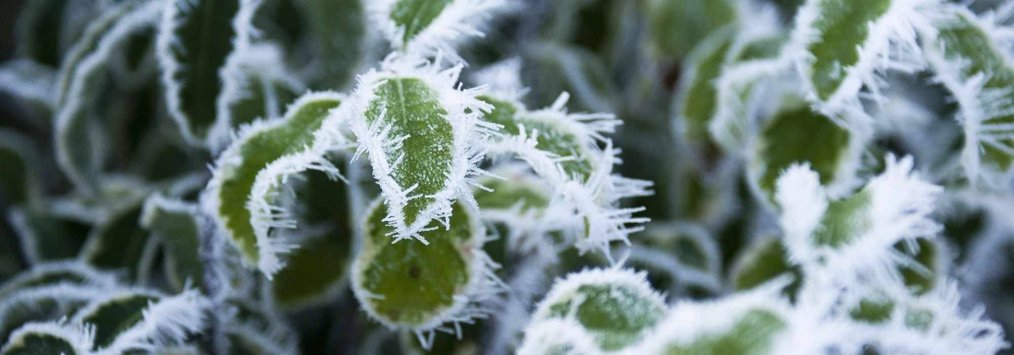 5 plantes vivaces très rustiques et insensibles au gel