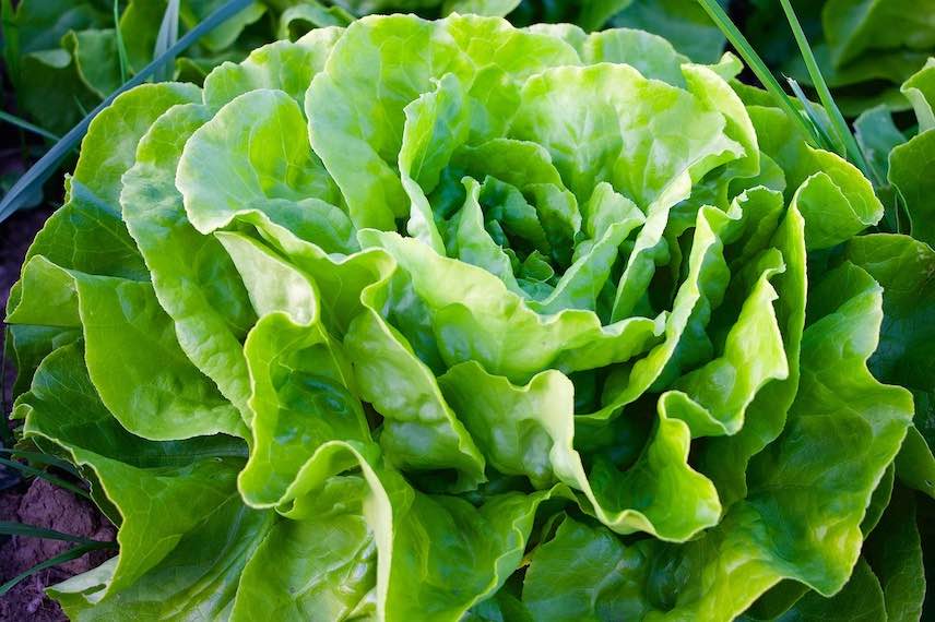 La laitue peut être traitée avec du soufre par prévention