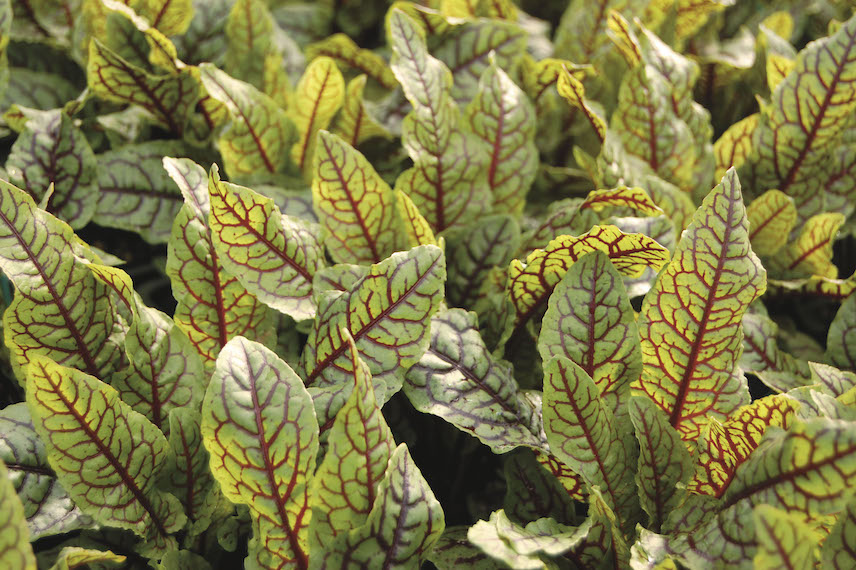 L’oseille fait partie des plantes aromatiques adaptées à l’ombre