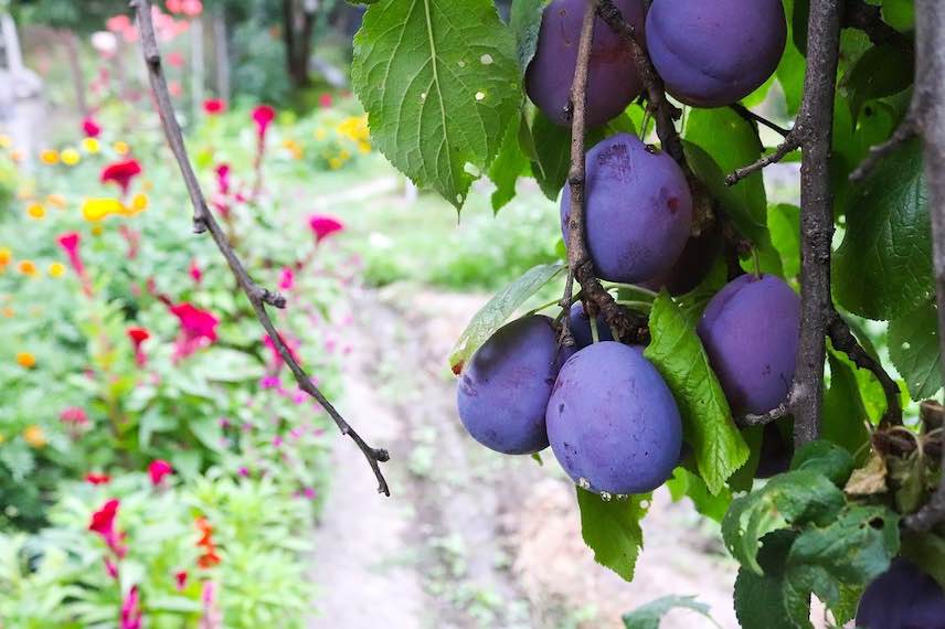 Fabriquer des pruneaux avec n’importe quel prunier