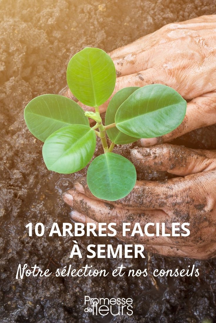 10 arbres faciles à semer