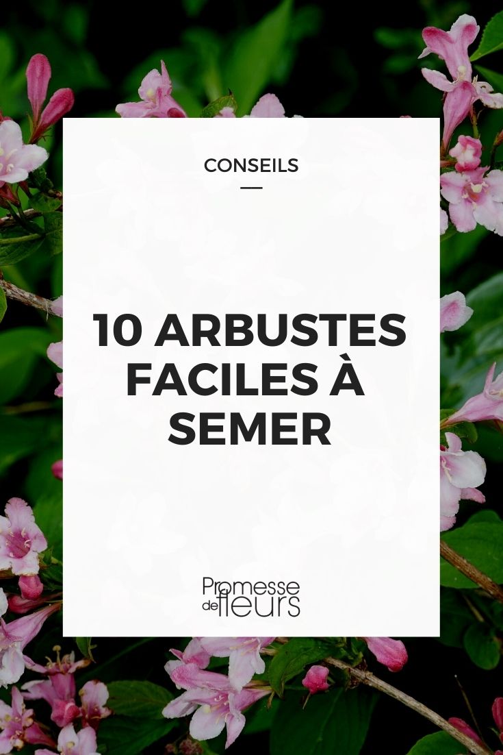 10 arbustes faciles à semer